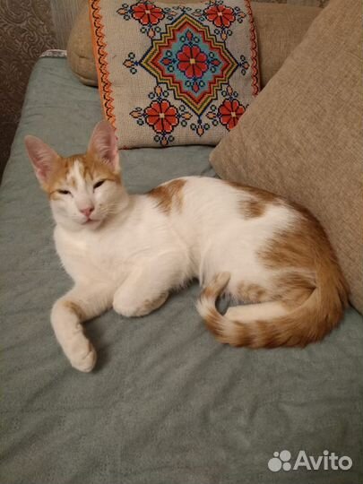 Котик в добрые руки