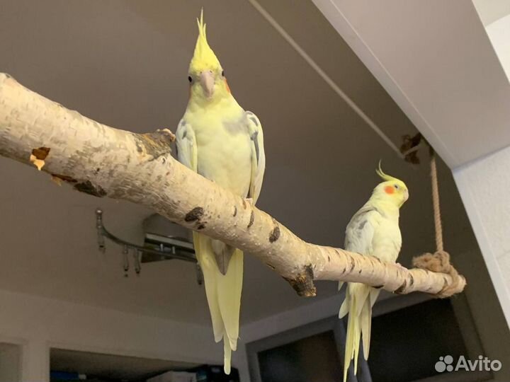 2 попугая с клеткой