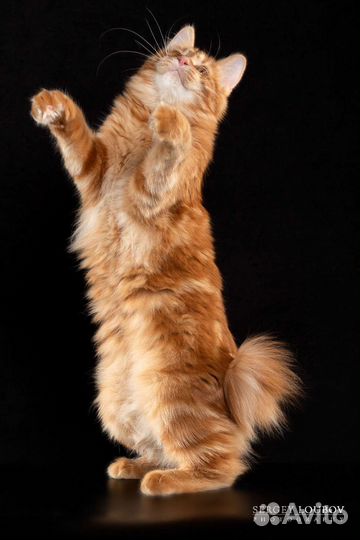 Кошка курильский бобтейл