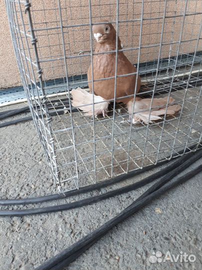 Продажа голубей