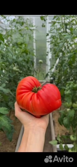 Семена сортовых премиальных томатов коллекционные
