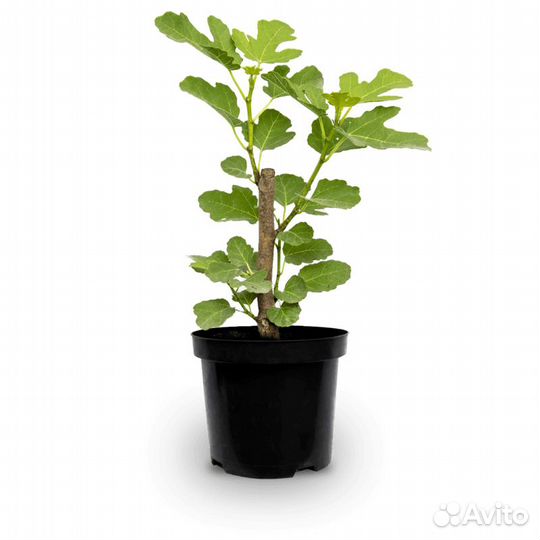 Инжир коричневый Турецкий ‘Brown Turkey’ (Саженцы)