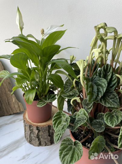 Комнатные растения