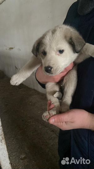 Щенки