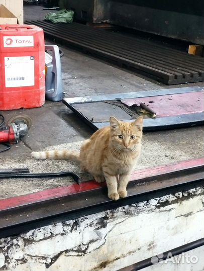 Кошечка и котик мечтают найти хороших хозяев