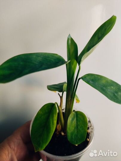 Комнатные цветы