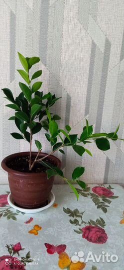 Фикус Микрокарпа