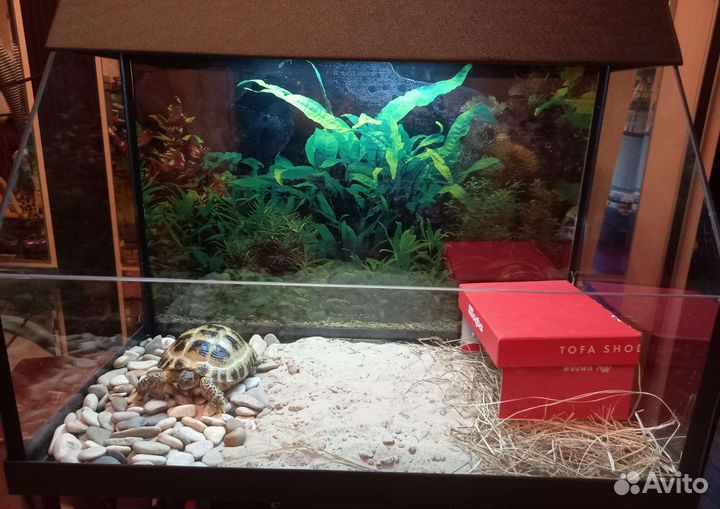 Черепаха Сухопутная 3 года с Террариумом и Наполн