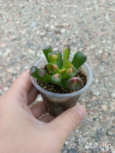 Крассулы древовидные. 5 разных сорта