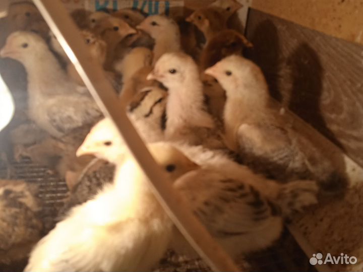 Цыплята борковская Борвистая, кучинская юбилейная