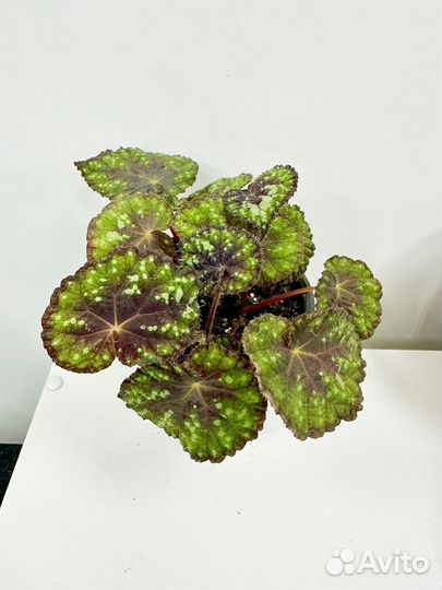 Бегония декоративно лиственная