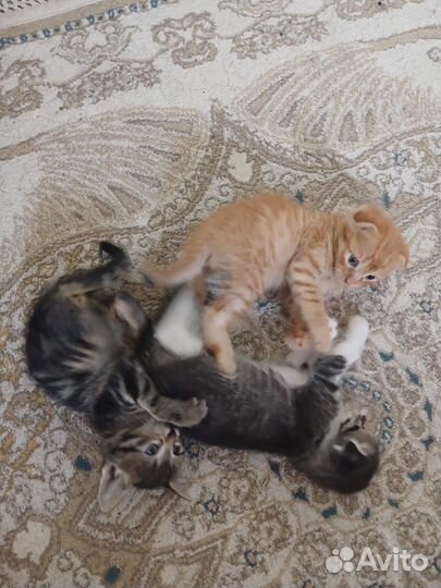 Котята в добрые руки