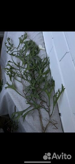 Ветки реалистичные Недерланды