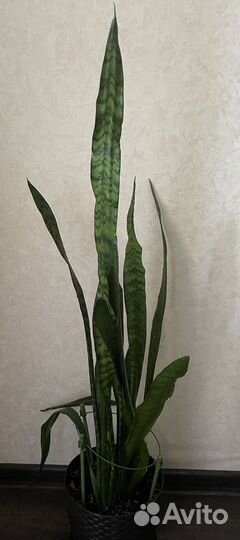 Сансевиерия