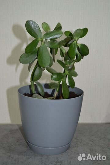 Денежное дерево