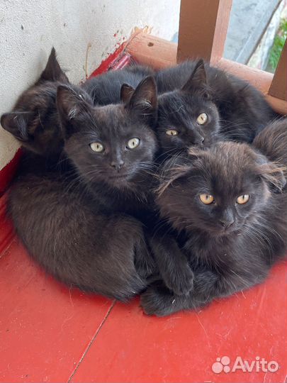 Черные кошки котята
