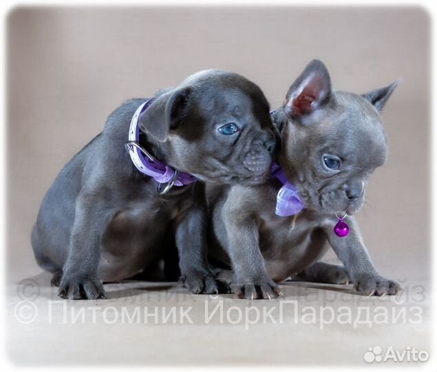 Французский бульдог мини девочки