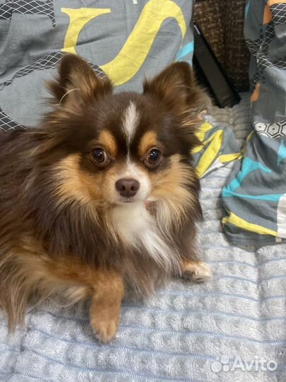 Чихуа ищет девочку для связки