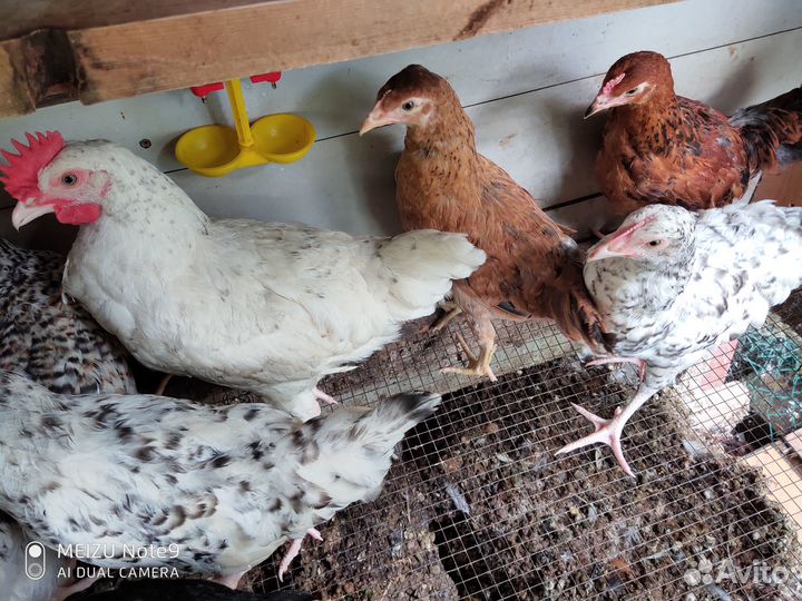 5 Курочек + 1 петушок Кучинской породы