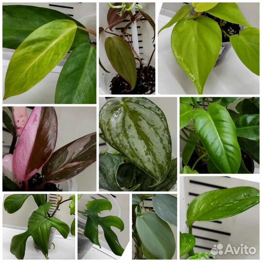 Филодендроны