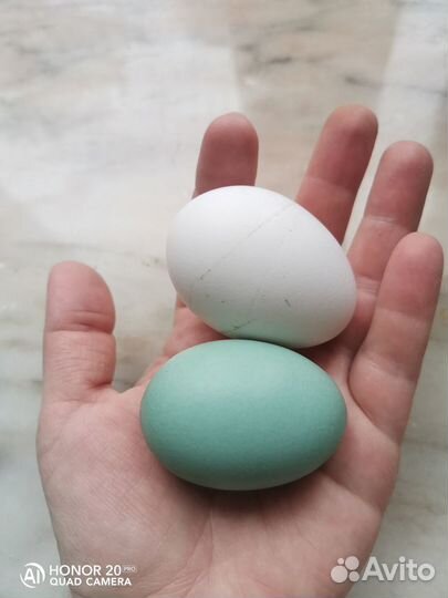 Яйцо цыпленок Лакеданзи Люйкеданьцзи