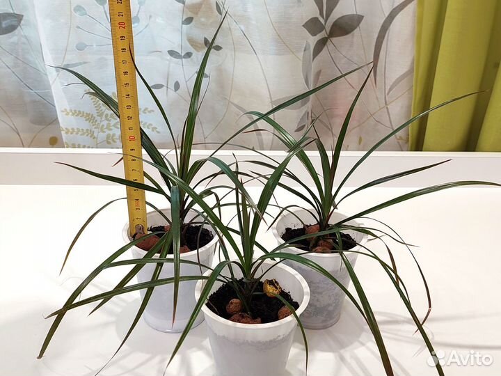 Драцена (Драконово дерево)