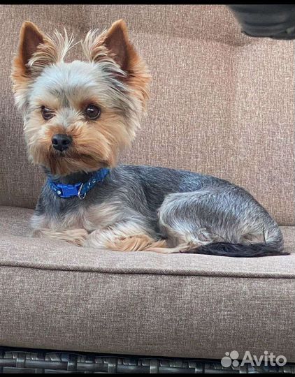 Mini йоркширский терьер вязка