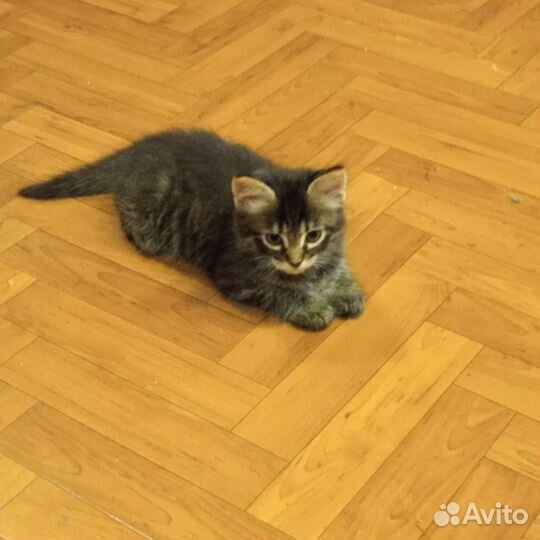 Котодетки в добрые ручки