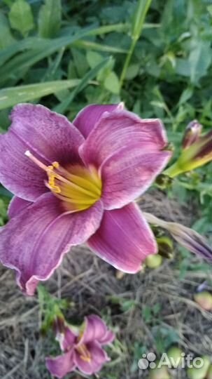 Саженцы многолетников для сада