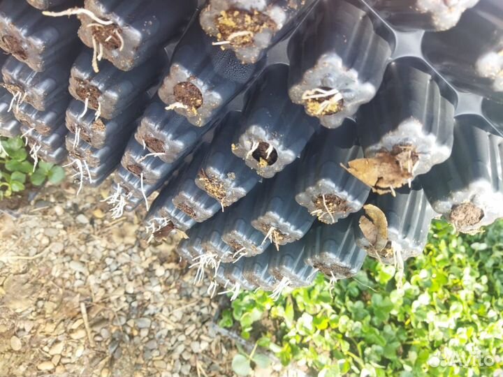 Рассада клубники Сенсация А+