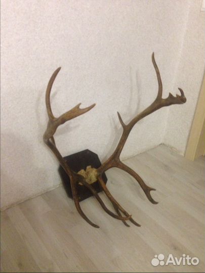 Оленьи рога