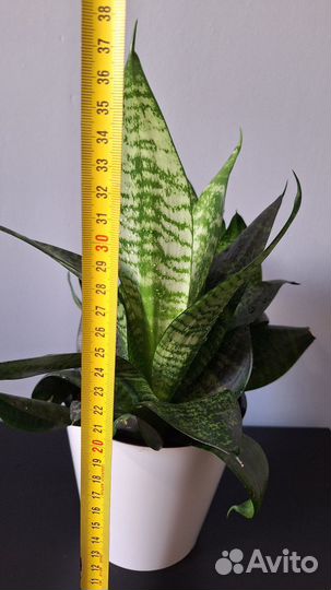 Сансевиерия