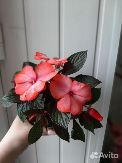 Комнатные растения цветы