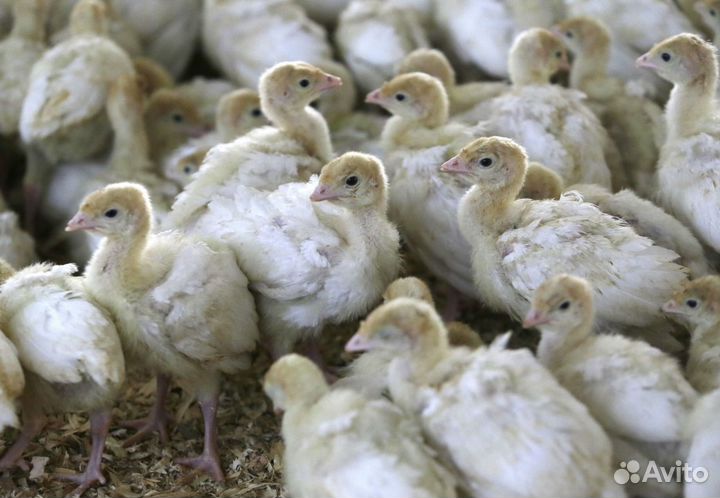 Индюшата подрощенные