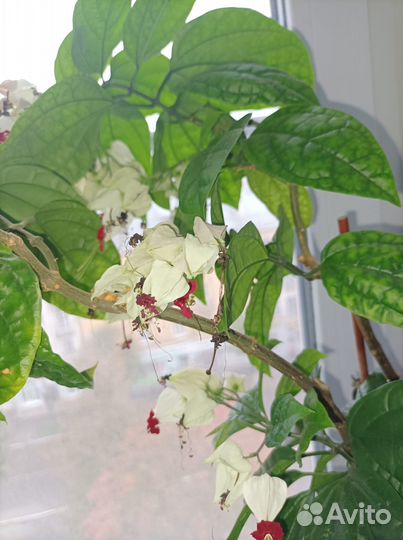 Клеродендрум томпсон