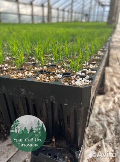 Сосна зкс окс сеянцы Ель Лиственница Голуб Горная