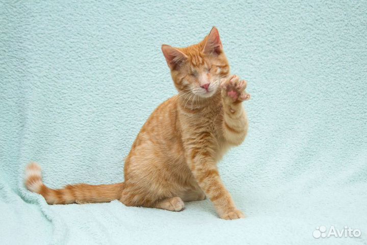 Сантана - слепой ласковый рыжий котик