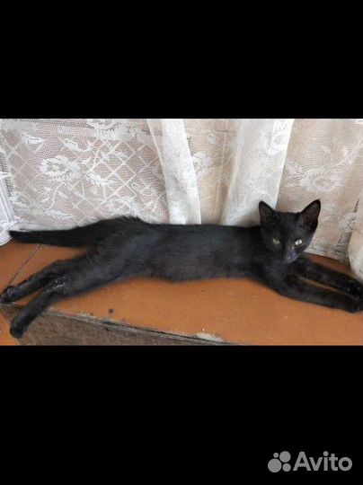 Кошка