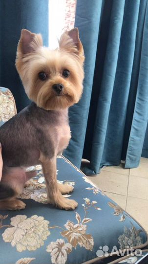 Профессиональный грумер, стрижка животных