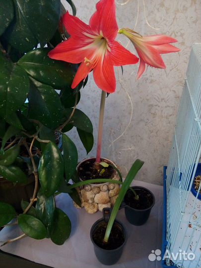 Красивый комнатный цветок Гиппеаструм (Амариллис)