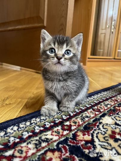 Отдам котенка в добрые руки