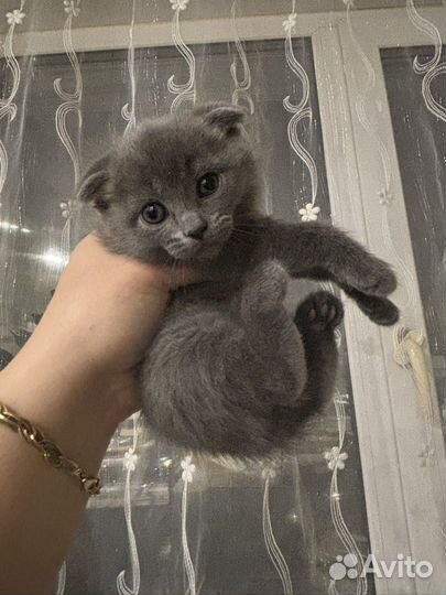 Британские вислоухие котята