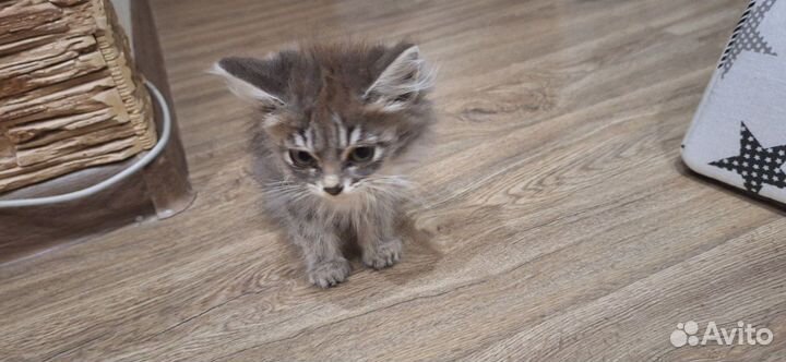 Котята в добрые руки бесплатно мальчик