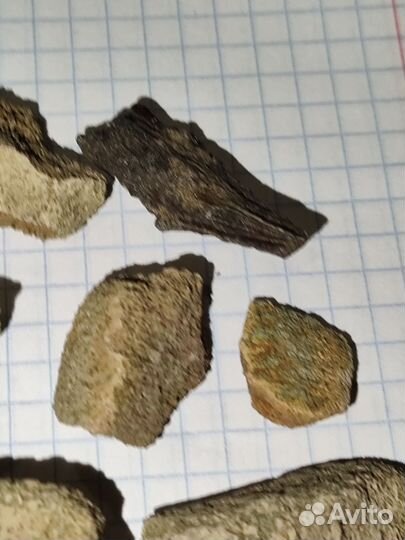 Кости эласмозавров/рептилия