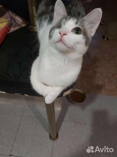 Кошка в дар