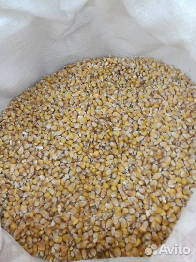 Кукуруза зерно