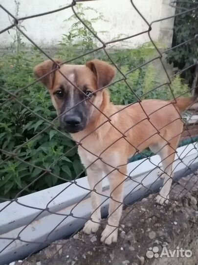 Бельгийская овчарка отдам