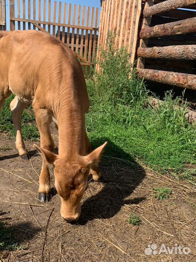 Телочка джерси