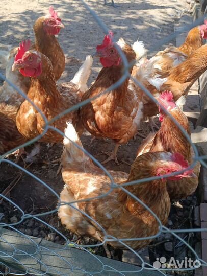 Петухи и куры