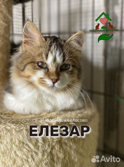 Особенный котенок, для особенного человека